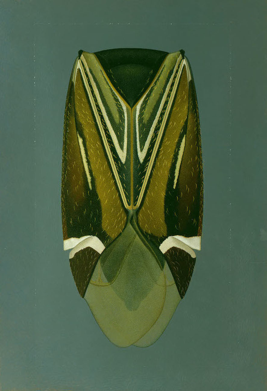 Miridae