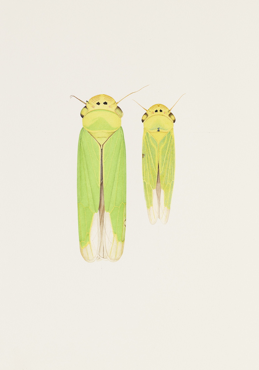 Two cidada from Shinobu Spa near Fukushima City