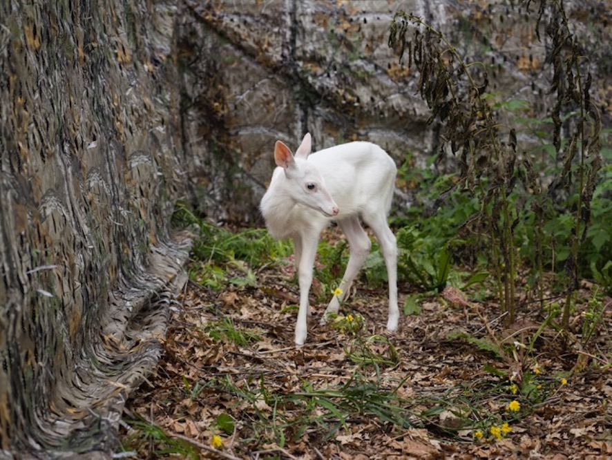Cameratrap Fawn