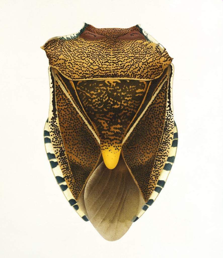 Pentatomidae, Pentatoma rufipes, Tree Bug