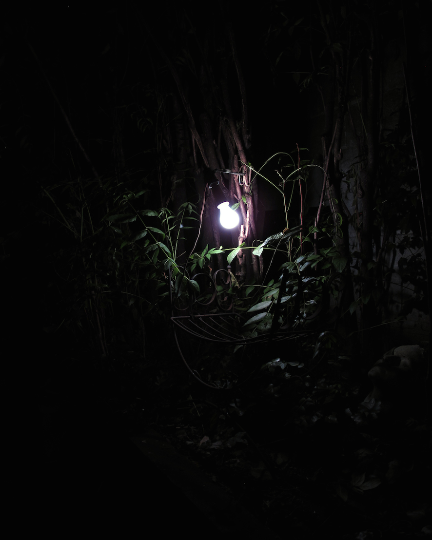 Structural Survey: Tree